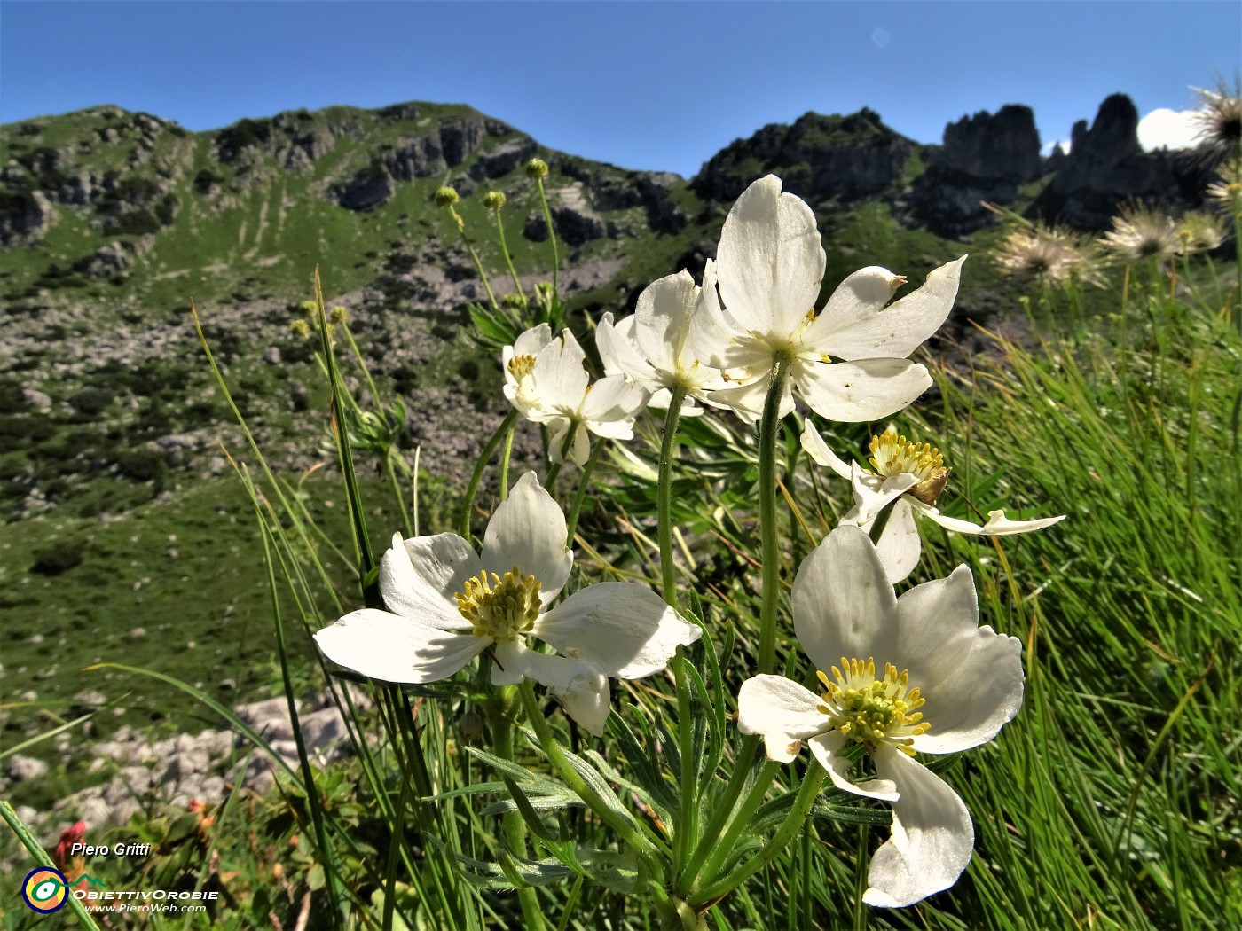 37 Anemoni narcissini (Anemonastrum narcissiflorum).JPG